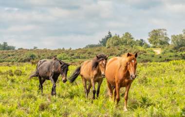 Roaming ponies in the New Forest
