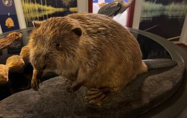 bever på utstilling