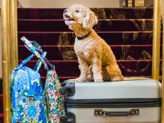 Fort Wayne, Indiana Dog-Friendly Itinerary