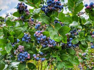 Guide to Orchards and U-Picks in Fort Wayne, Indiana