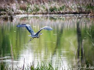 Bird Watching in Fort Wayne: 6 Best Birding Spots