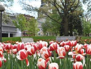 Fort Wayne, Indiana in Bloom