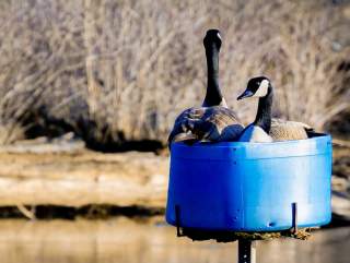 The Best Bird Watching Spots in Fort Wayne, Indiana