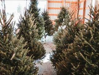 Finding the Family Christmas Tree in Fort Wayne