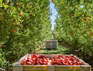 Pick Your Own Apple Orchards in PA