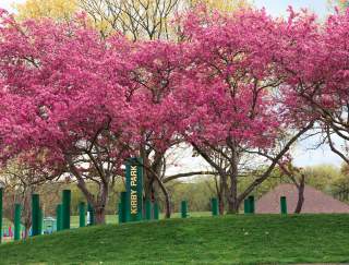 Cherry blossom trees in a park with a sign that reads Kirby Park