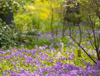 Purple flowers in a field