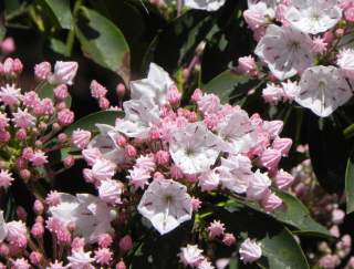 Bush of pink flowers