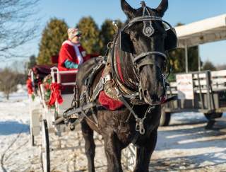 A horse drawn carriage with snow on the ground at the Country Christmas at Port Farms event