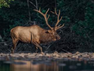 Best Places to See Elk in PA