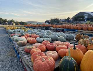 Display of pumpkins at a farmers market