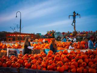 Picture-Perfect Pumpkin Patches