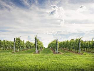 Exploring Pennsylvania Wines: A Taste of History and Terroir