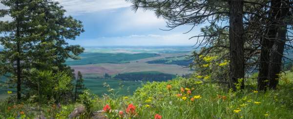 View from Kamiak Butte with wild flowers