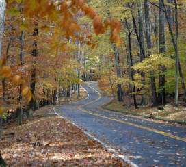 Fall Color Roads