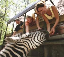 People hand-feeding a zebra at the Catoctin Zoo