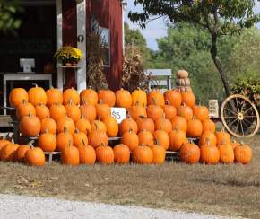 Pumpkin Patches in Elizabethtown