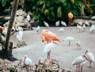 Flamingo Gardens: A Guide to Wildlife, Botanical Gardens and Things to Do