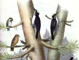 Feed the Birds!
