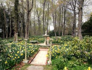 The Narcissi:  Daffodil Tour
