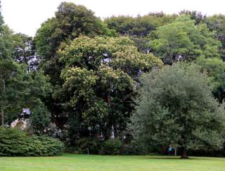 Uncommon Trees and Shrubs of Blithewold