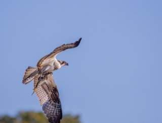 Outdoor Adventures Bird Walks in Roger Williams Park