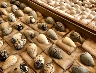 All About Eggs