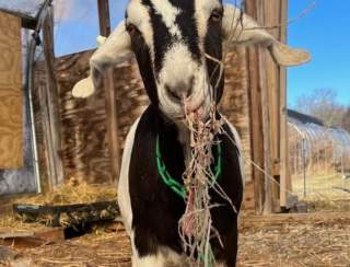Gather Farm Goat Hikes