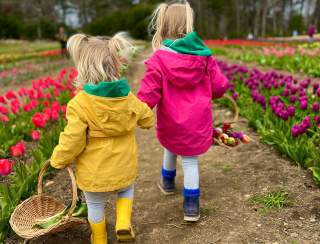 Wicked Tulips Flower Farm