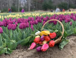 Wicked Tulips Flower Farm