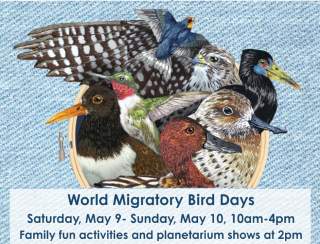 World Migratory Bird Days at the Museum of Natural History