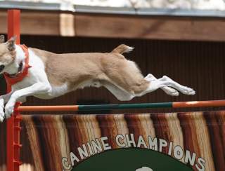 Canine Champions for Conservation