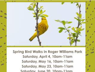 Spring Bird Walks at Roger Williams Park