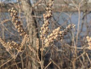 Outdoor Adventures Plant Walks in Roger Williams Park