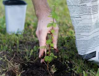 Liberty Tree Planting: City of Warwick