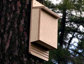 Build a Bat Box