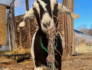 School Vacation Week Goat Hikes