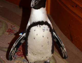 Ice Cream Social with the Mystic Aquarium Penguins