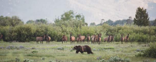 Grizzly and Elk