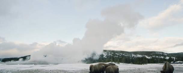 WYResponsibly: How to Safely View Winter Wildlife