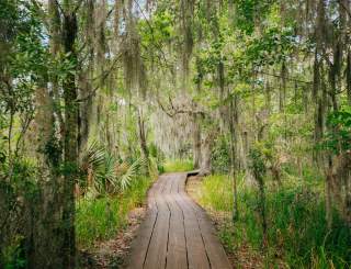 Barataria Preserve
