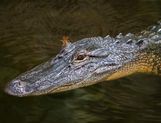 Jean Lafitte Swamp Tour