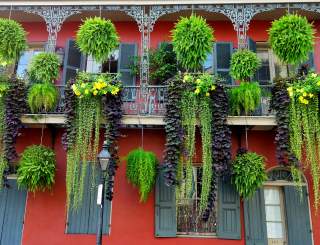 French Quarter Foliage