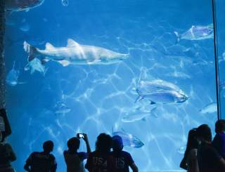 Audubon Aquarium