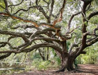 City Park Couturie Forest
