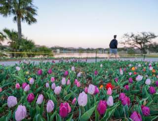 Big Lake at New Orleans City Park - Tulips at Sunset