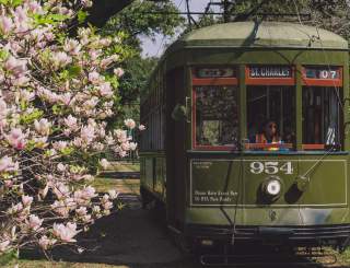 Japanese Magnolias blooming - St. Charles Streetcar - South Carrollton Avenue