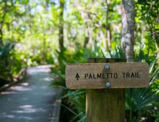 Bayou Sauvage - Palmetto Hiking Trail