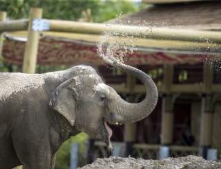 Audubon Zoo