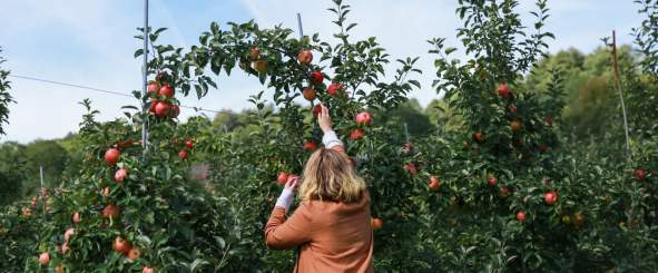 Middlefield Orchard is perfect in the fall.